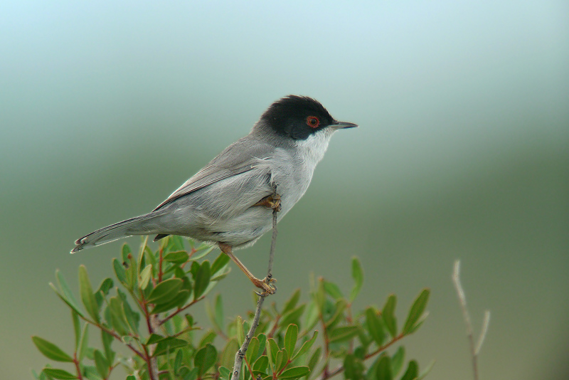 Occhiocotto in Digiscoping